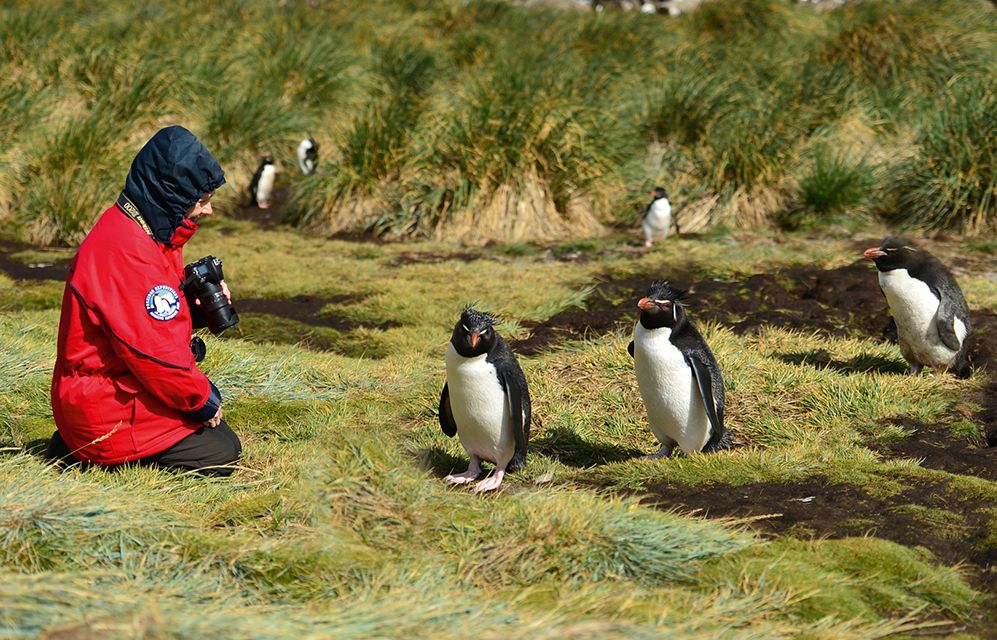 Фолклендские острова пингвины